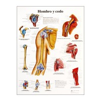 Anatomy Chart: Shoulder and Elbow